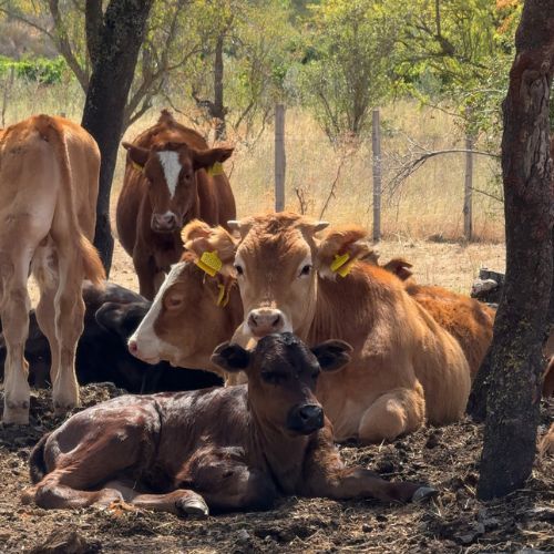 private etna food tour experience