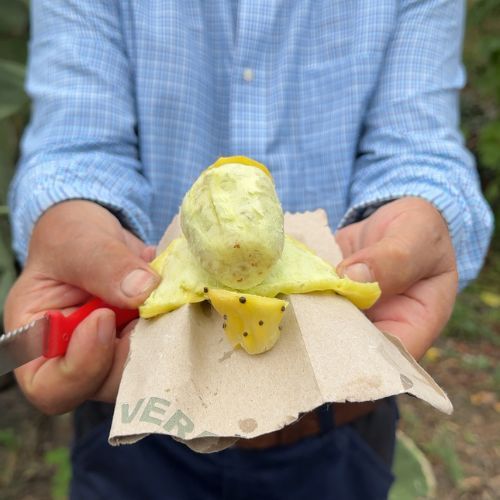 Visite d’une Fromagerie et Déjeuner à la Ferme